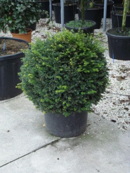 Taxusbol (Taxus Baccata) 6 Taxusbol (Taxus Baccata) - Afbeelding 4