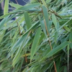 Niet Woekerende Bamboe (Fargesia Murieliae 'Bimbo') 19 Niet Woekerende Bamboe (Fargesia Murieliae 'Bimbo') -Tuin Glimmer Verkoop 20120213125441 4