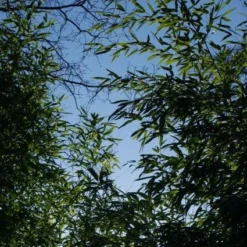 Bamboe (Phyllostachys Aurea) 25 Bamboe (Phyllostachys Aurea) -Tuin Glimmer Verkoop 20120213125929 13