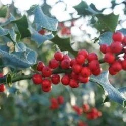 Hulst (Ilex Aquifolium 'Silver Queen') -Tuin Glimmer Verkoop 20120213141506 11 1