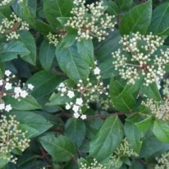 Groenblijvende Sneeuwbal (Viburnum Tinus 'Eve Price') -Tuin Glimmer Verkoop 20120213144628 50 10