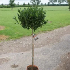 Echte Laurier Op Stam (Laurus Nobilis) -Tuin Glimmer Verkoop 20120213163018 4