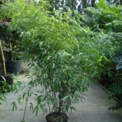 Bamboe (Phyllostachys Nigra) -Tuin Glimmer Verkoop 20120213164648 13