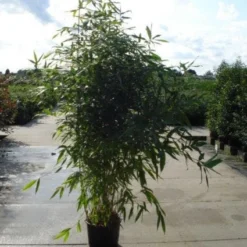 Bamboe (Phyllostachys Aurea) 26 Bamboe (Phyllostachys Aurea) -Tuin Glimmer Verkoop 20120213164824 13