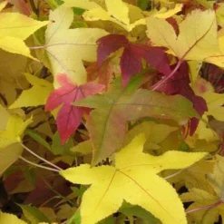 Amberboom Als Leivorm (Liquidambar Styraciflua) -Tuin Glimmer Verkoop 20120214133720 3