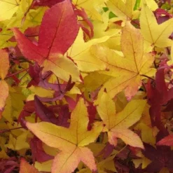 Amberboom Als Leivorm (Liquidambar Styraciflua) -Tuin Glimmer Verkoop 20120214133735 3