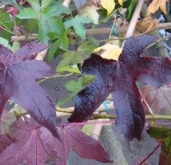 Amberboom Als Leivorm (Liquidambar Styraciflua 'Worplesdon') -Tuin Glimmer Verkoop 20120214135312 2