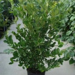 Stermagnolia (Magnolia Stellata) 30 Stermagnolia (Magnolia Stellata) -Tuin Glimmer Verkoop 20120214143817 13