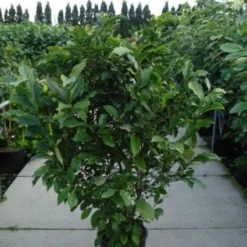 Beverboom, Struik (Magnolia Susan) 19 Beverboom, Struik (Magnolia Susan) -Tuin Glimmer Verkoop 20120214144559 10