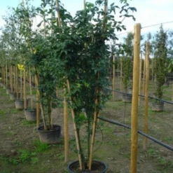 Gouden Regen, Struik (Laburnum Watereri 'Vossii') -Tuin Glimmer Verkoop 20120215131723 4