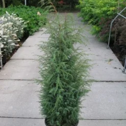 Jeneverbes (Juniperus Communis 'Hibernica') -Tuin Glimmer Verkoop 20120215132223 7