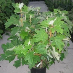 Eikenbladhortensia (Hydrangea Quercifolia) 20 Eikenbladhortensia (Hydrangea Quercifolia) -Tuin Glimmer Verkoop 20120215133849 6