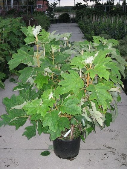 Eikenbladhortensia (Hydrangea Quercifolia) 9 Eikenbladhortensia (Hydrangea Quercifolia) - Afbeelding 7