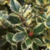 Hulst (Ilex Aquifolium 'Argentea Marginata') -Tuin Glimmer Verkoop 20120215153627 9