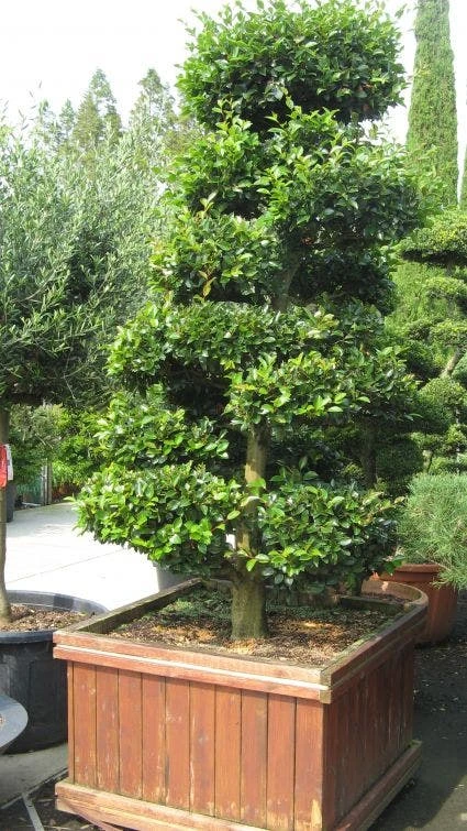 Camelia Als Bonsai (Camellia Sasanqua) 3 Camelia Als Bonsai (Camellia Sasanqua)