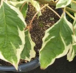 Reuzenkornoelje (Cornus Controversa 'Variegata') 24 Reuzenkornoelje (Cornus Controversa 'Variegata') -Tuin Glimmer Verkoop 20120215164859 7