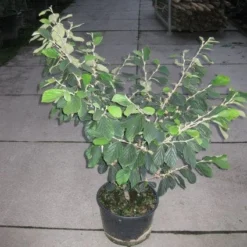 Toverhazelaar (Hamamelis Intermedia 'Arnold Promise') 16 Toverhazelaar (Hamamelis Intermedia 'Arnold Promise') -Tuin Glimmer Verkoop 20120217133021 6