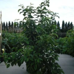 Sneeuwklokjesboom (Halesia Carolina)