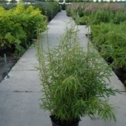 Niet Woekerende Bamboe (Fargesia Robusta) -Tuin Glimmer Verkoop 20120217133816 5