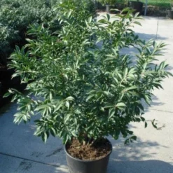 Kardinaalshoed (Euonymus Alatus 'Compactus') -Tuin Glimmer Verkoop 20120217135206 12