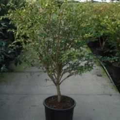 Kardinaalshoed (Euonymus Alatus) -Tuin Glimmer Verkoop 20120217135305 55 11