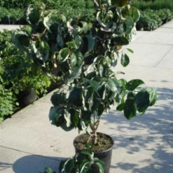 Amerikaanse Kornoelje (Cornus Florida 'Rubra') 14 Amerikaanse Kornoelje (Cornus Florida 'Rubra') -Tuin Glimmer Verkoop 20120218102305 7