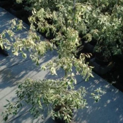 Reuzenkornoelje (Cornus Controversa 'Variegata') 23 Reuzenkornoelje (Cornus Controversa 'Variegata') -Tuin Glimmer Verkoop 20120218102419 7