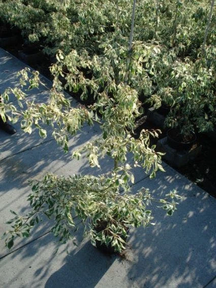 Reuzenkornoelje (Cornus Controversa 'Variegata') 9 Reuzenkornoelje (Cornus Controversa 'Variegata') - Afbeelding 7