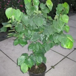 Chinese Judasboom (Cercis Chinensis 'Avondale') -Tuin Glimmer Verkoop 20120218104451 5