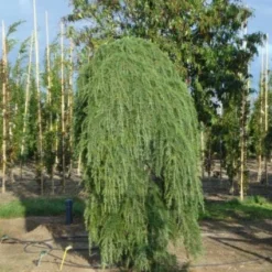 Treurceder (Cedrus Deodara 'Pendula') -Tuin Glimmer Verkoop 20120218104745 13