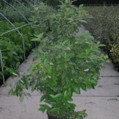 Specerijstruik (Calycanthus Floridus)