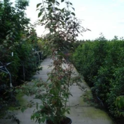 Schoonvrucht (Callicarpa Bodinieri 'Profusion') 14 Schoonvrucht (Callicarpa Bodinieri 'Profusion') -Tuin Glimmer Verkoop 20120218105422 30 6