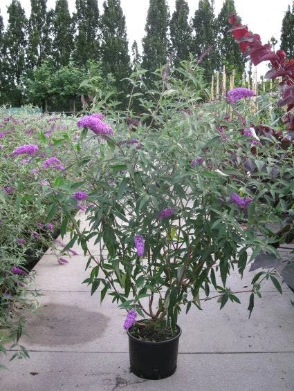 Vlinderstruik (Buddleja Davidii 'Pink Delight') 11 Vlinderstruik (Buddleja Davidii 'Pink Delight') - Afbeelding 9