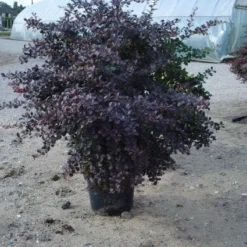 Zuurbes (Berberis Thunbergii 'Atropurpurea') 7 Zuurbes (Berberis Thunbergii 'Atropurpurea') -Tuin Glimmer Verkoop 20120218110341 4