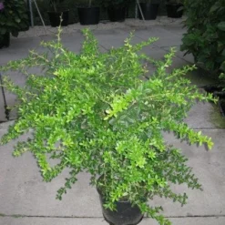 Zuurbes (Berberis Julianae)