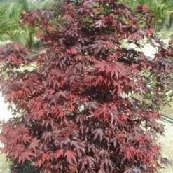 Japanse Esdoorn (Acer Palmatum 'Fireglow') -Tuin Glimmer Verkoop 20120220091027 11