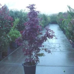 Japanse Esdoorn (Acer Palmatum 'Fireglow')