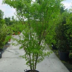 Japanse Esdoorn (Acer Palmatum) 22 Japanse Esdoorn (Acer Palmatum) -Tuin Glimmer Verkoop 20120220092844 11