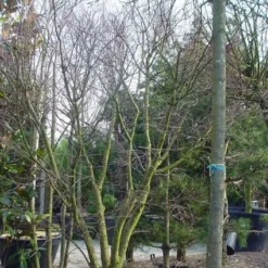 Japanse Esdoorn (Acer Palmatum) 31 Japanse Esdoorn (Acer Palmatum) -Tuin Glimmer Verkoop 20120220093531 11