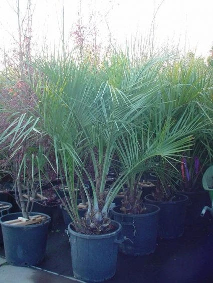 Geleipalm (Butia Capitata) 4 Geleipalm (Butia Capitata) - Afbeelding 2