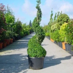Buxus Als Spiraal (Buxus Sempervirens)