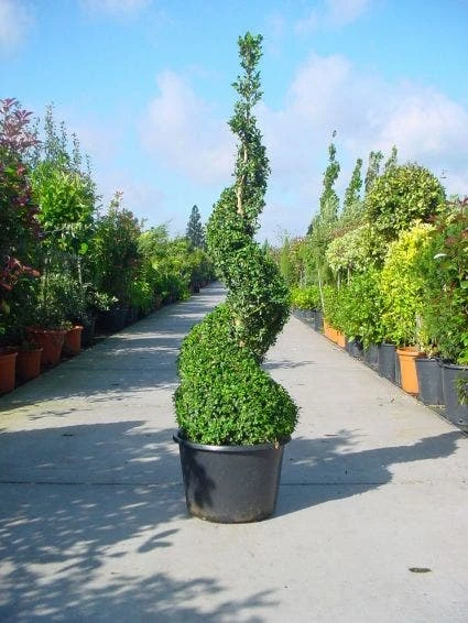 Buxus Als Spiraal (Buxus Sempervirens) 3 Buxus Als Spiraal (Buxus Sempervirens)