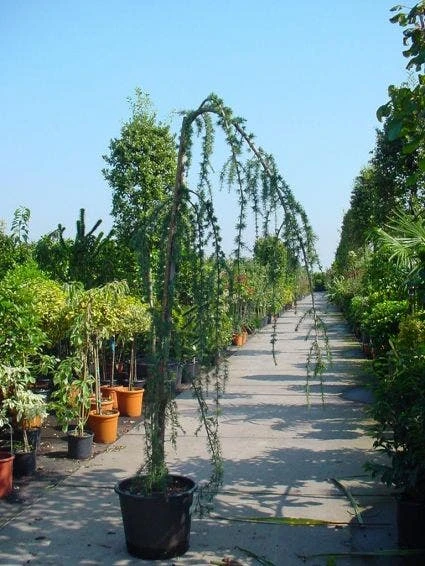 Treurceder Als Boom (Cedrus Libani 'Glauca Pendula') 6 Treurceder Als Boom (Cedrus Libani 'Glauca Pendula') - Afbeelding 4