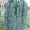 Cypres (Chamaecyparis Lawsoniana 'Ellwoodii') -Tuin Glimmer Verkoop 20120220145022 6