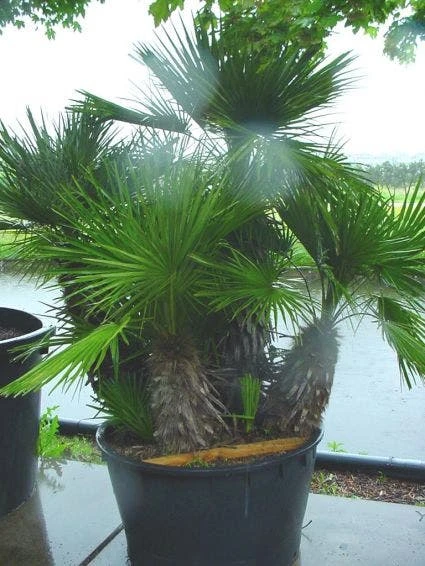 Dwergpalm (Chamaerops Humilis 'Vulcano') 4 Dwergpalm (Chamaerops Humilis 'Vulcano') - Afbeelding 2