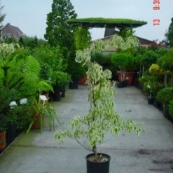 Reuzenkornoelje (Cornus Controversa 'Variegata') 20 Reuzenkornoelje (Cornus Controversa 'Variegata') -Tuin Glimmer Verkoop 20120220150500 7
