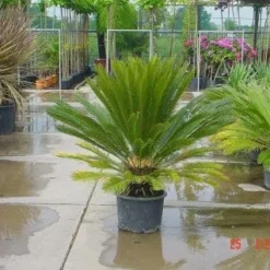 Cycaspalm (Cycas Revoluta) -Tuin Glimmer Verkoop 20120220154507 5