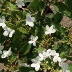 Sneeuwbal (Viburnum Plicatum 'Watanabe') -Tuin Glimmer Verkoop 20120221135107 8