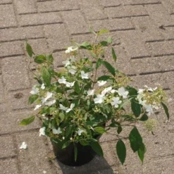 Sneeuwbal (Viburnum Plicatum 'Watanabe') -Tuin Glimmer Verkoop 20120221135139 8