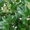 Liguster (Ligustrum Japonicum 'Texanum') 2 Liguster (Ligustrum Japonicum 'Texanum') -Tuin Glimmer Verkoop 20120225094350 7